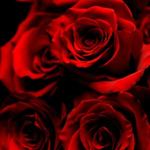 12 Best Red Roses (can be sparkly on request)